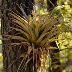 Bromeliaceae