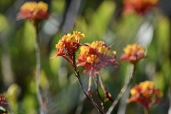 Epidendrum fulgens