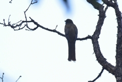 Trogon mexicanus