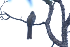 Trogon mexicanus