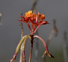 Epidendrum fulgens