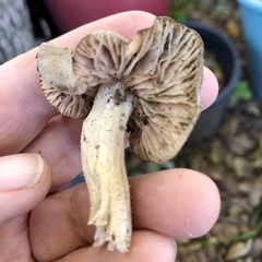 Entoloma ferruginans