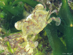 Callinectes marginatus