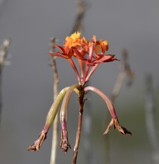 Epidendrum fulgens