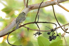 Empidonax