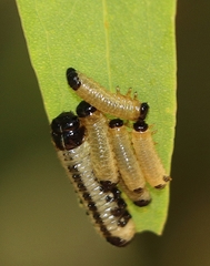 Paropsis atomaria
