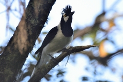 Cyanocorax dickeyi