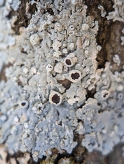 Physcia americana