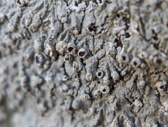 Physcia americana