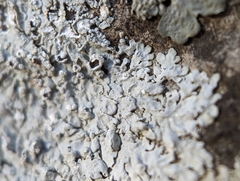 Physcia americana