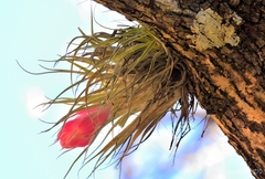 Tillandsia macdougallii