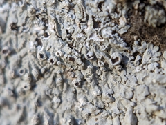 Physcia americana