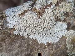 Physcia americana