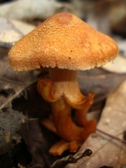Cortinarius distans