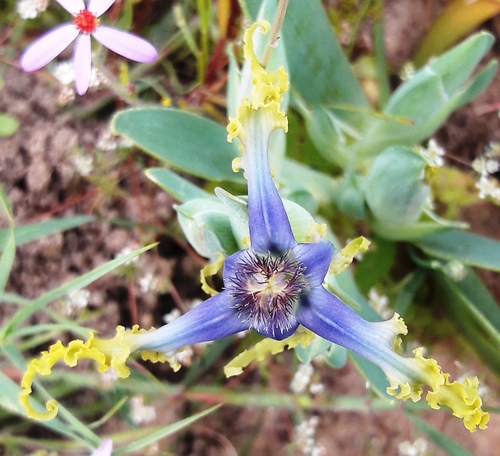 Ferraria uncinata
