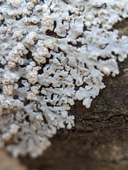 Physcia americana