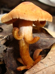 Cortinarius distans