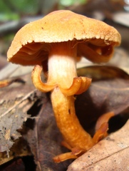 Cortinarius distans