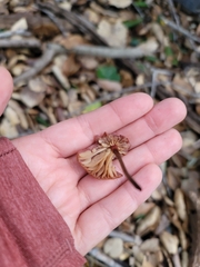 Marasmius plicatulus
