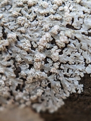 Physcia americana