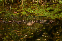 Trachemys venusta venusta