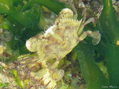 Callinectes marginatus