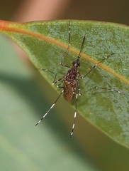 Aedes alboannulatus
