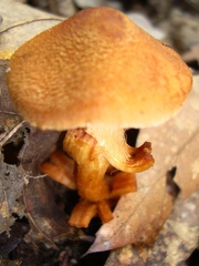 Cortinarius distans