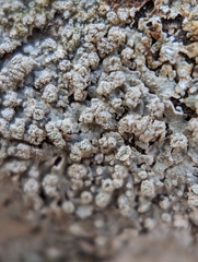 Physcia americana