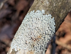 Physcia americana