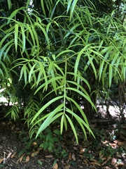 Podocarpus salignus