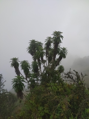 Siphocampylus giganteus