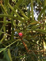 Podocarpus salignus
