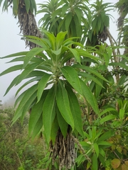 Siphocampylus giganteus