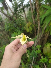 Siphocampylus giganteus