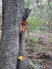 Omphalotus olivascens
