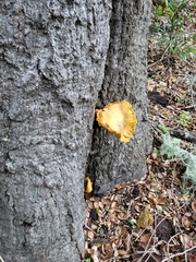 Omphalotus olivascens