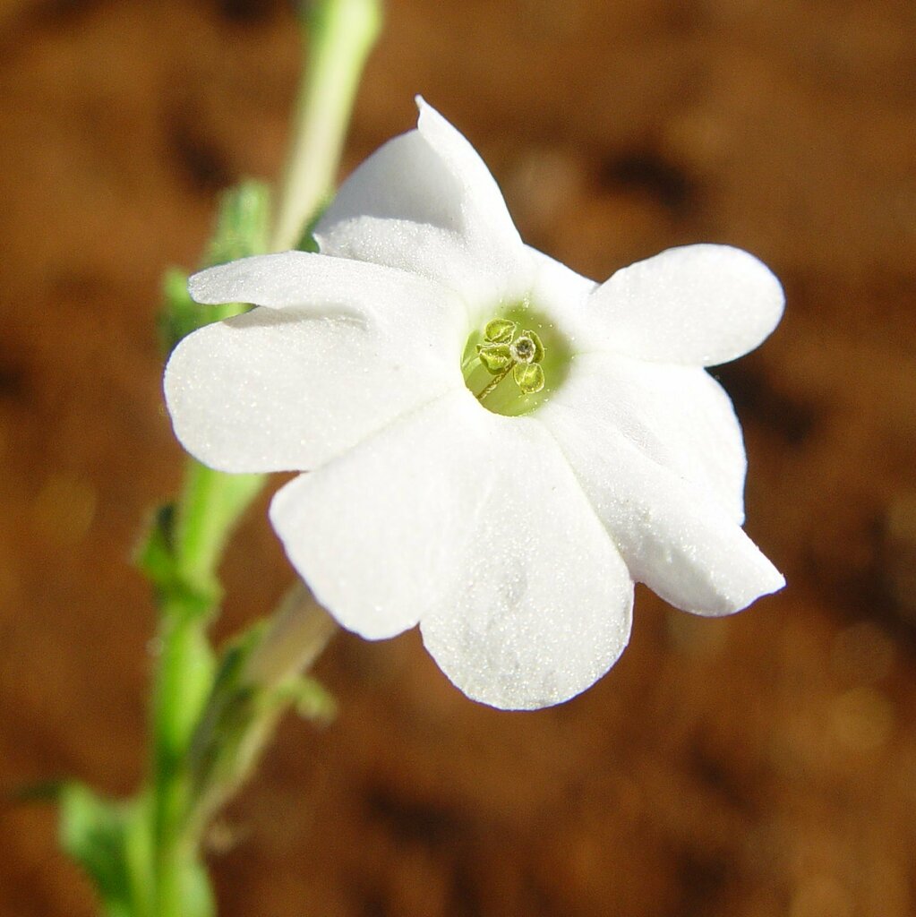 Native Tobacco