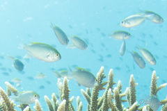 Chromis athena