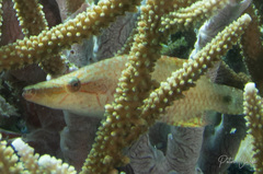 Oxycheilinus digramma