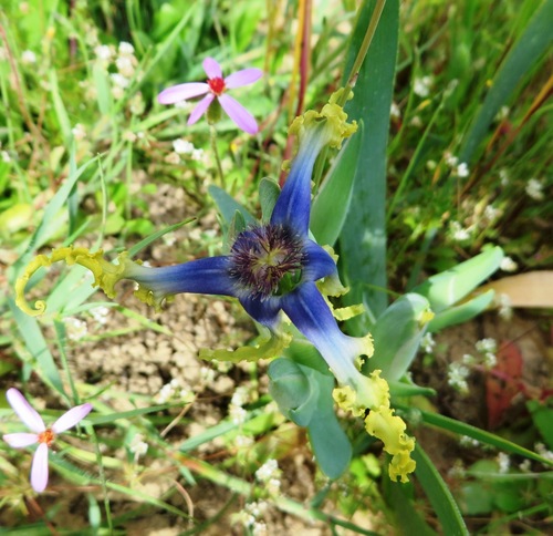 Image of Ferraria uncinata by (c) linkie, some rights reserved (CC BY)