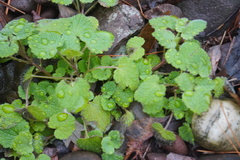 Lamium purpureum