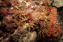 Acanthaster