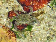 Callinectes marginatus