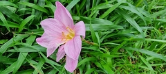 Zephyranthes carinata
