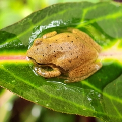 Ranoidea pearsoniana
