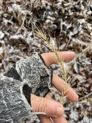 Elymus villosus