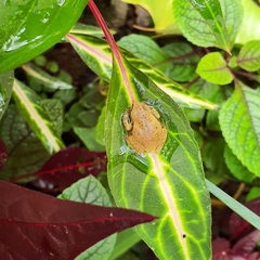 Ranoidea pearsoniana