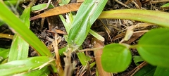 Zephyranthes carinata