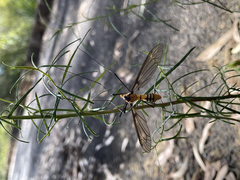 Leptotarsus clavatus